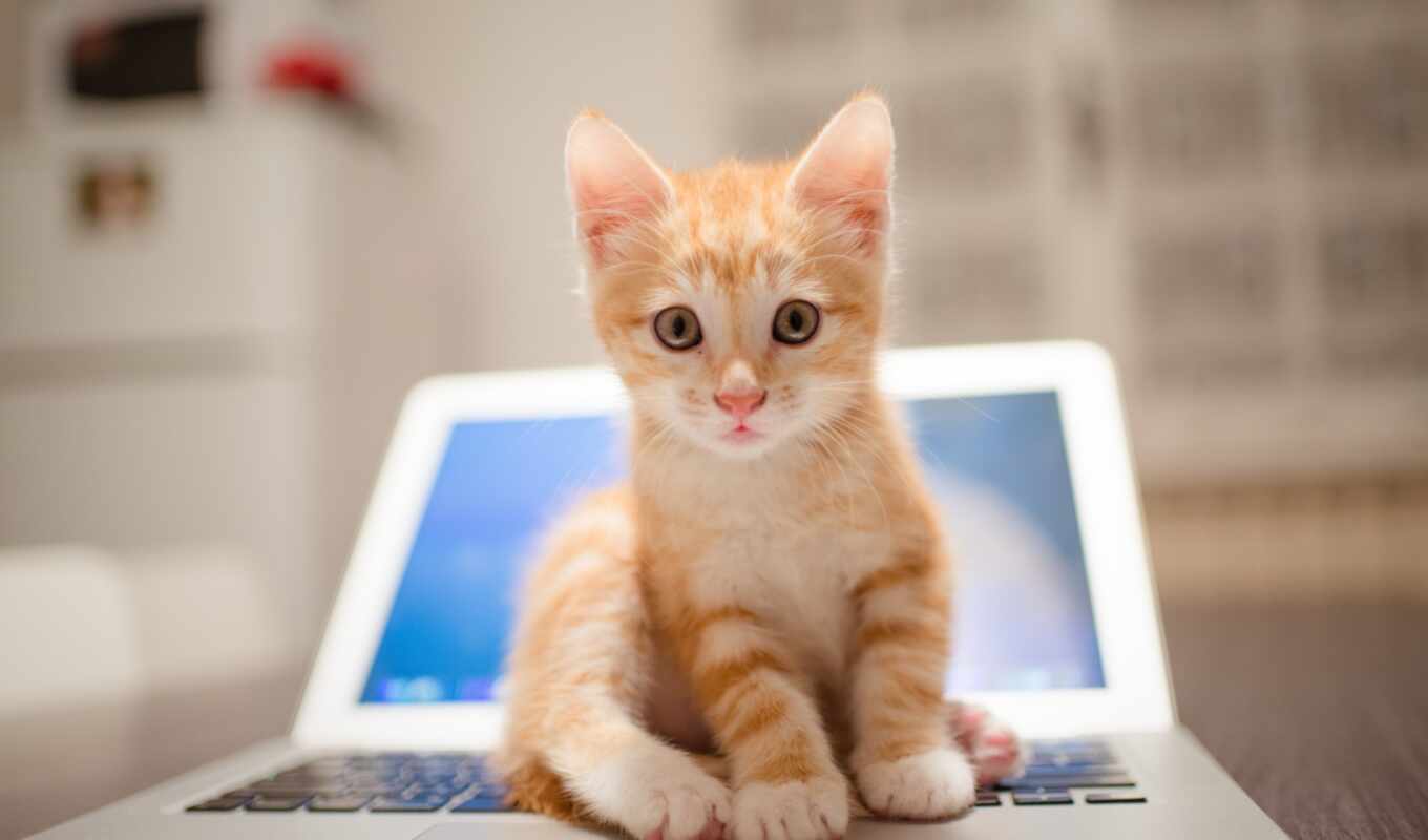 коллекция, ноутбук, red, кот, cute, котенок, наклейка