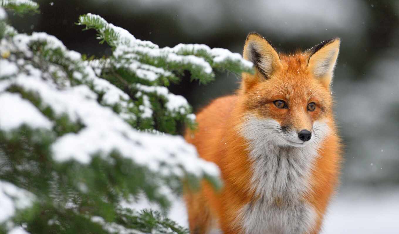 red, for, snow, winter, deck, fox, branch, animal, wolf, beautiful, sit