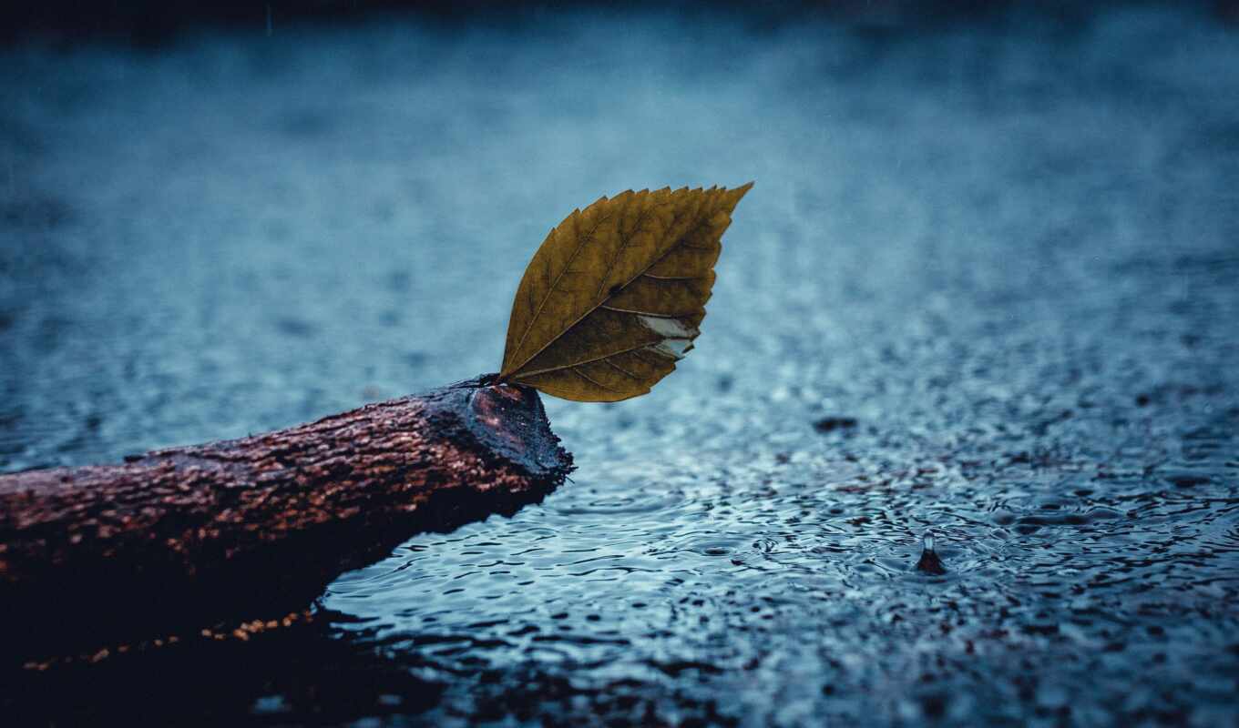 лист, дождь, вода