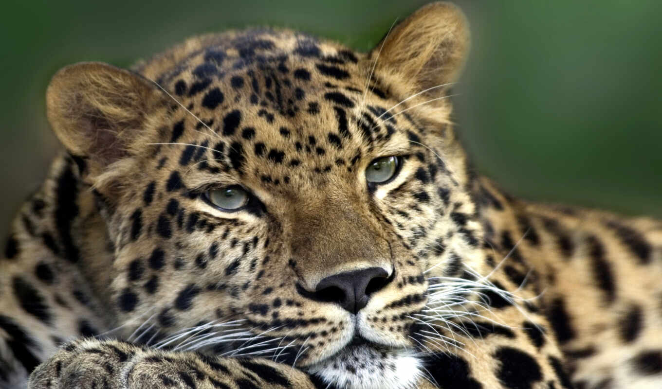 природа, кот, леопард, wild, animal, life, rare, dalnevostochnyi