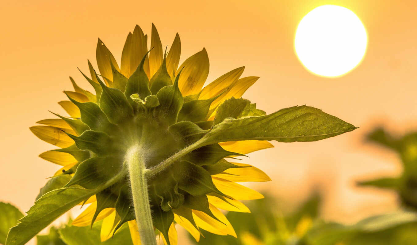 sheet, sun, field, sunflower, big, plan, makryi