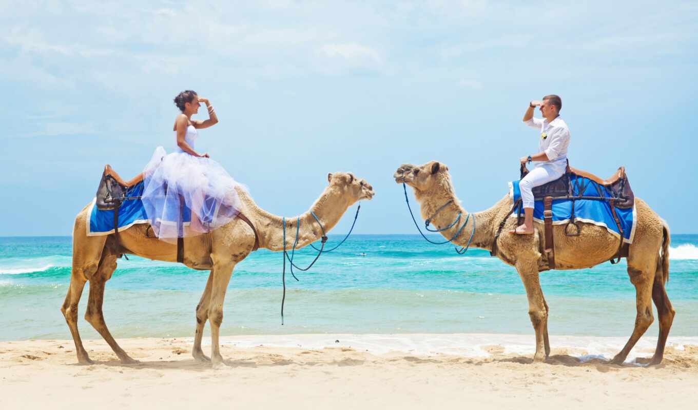 love, sea, wedding, steam, ceremony, camel, egyptian, fall in love