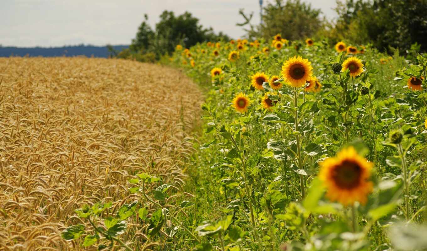 field, sunflower, wheat