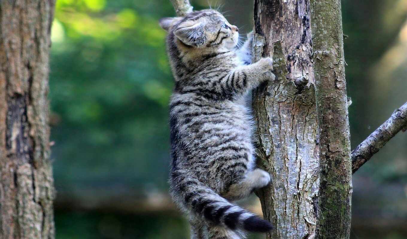 дерево, кот, котенок, animal, climb