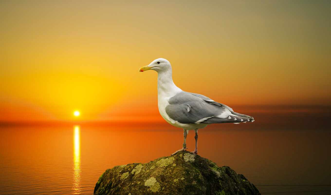 закат, птица, чайка, seagull