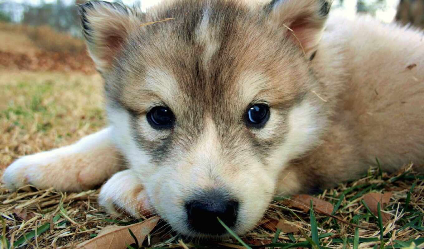 cute, собака, щенок, волк, щенок