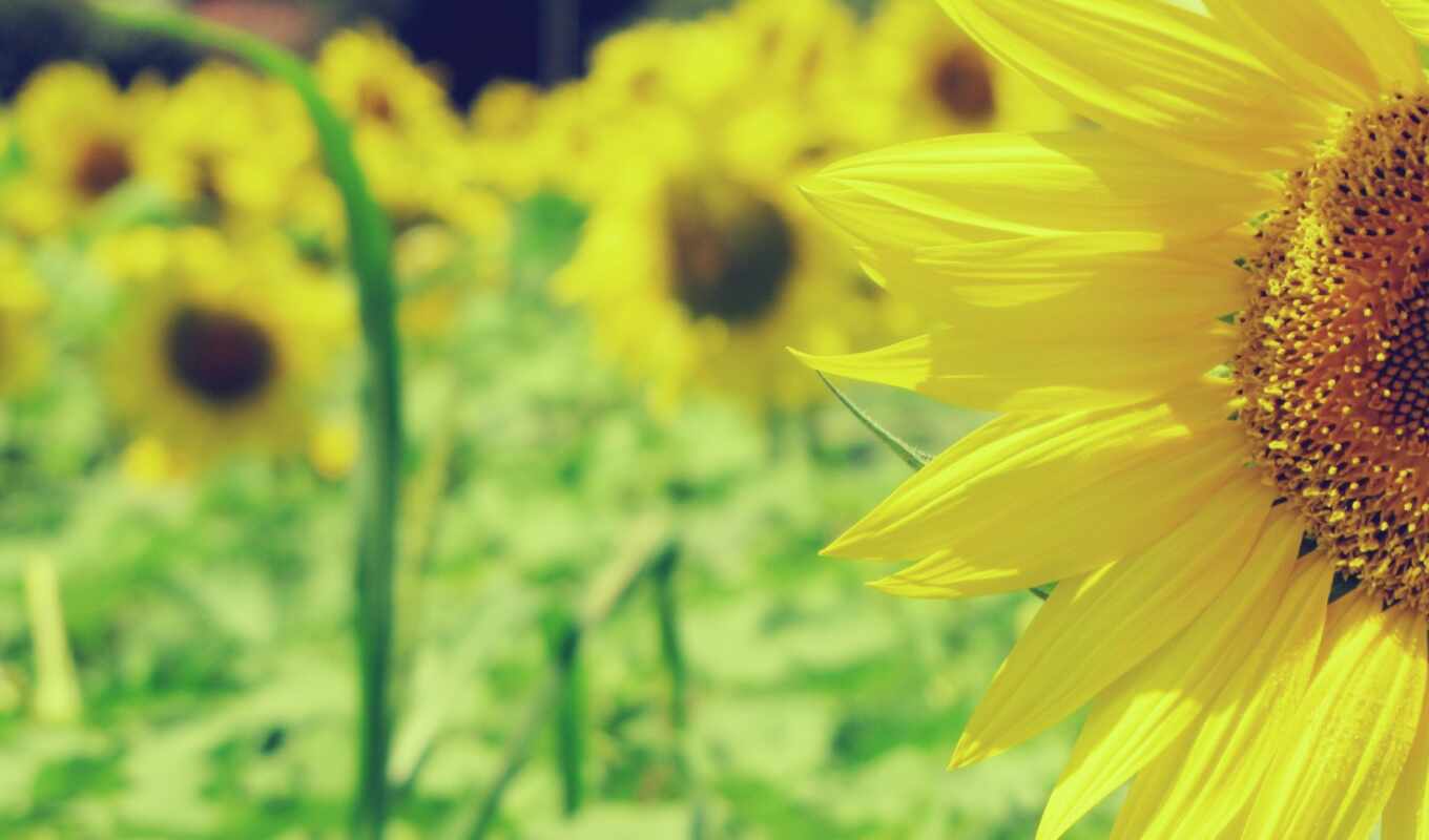 nature, sunflower, verde, flor, hoa, flora, plant, silvestre, flora, girasol, girasole