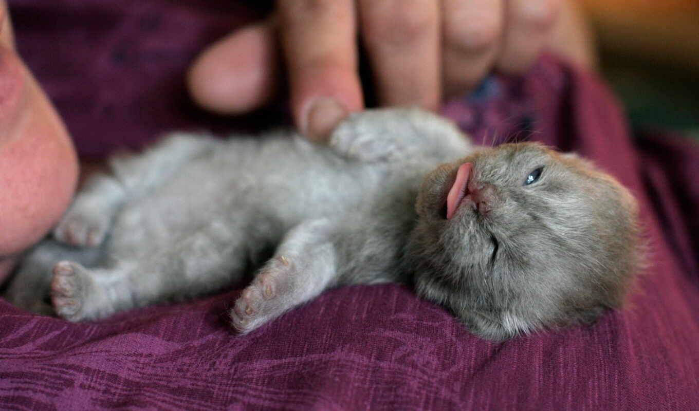 Смешные Животные Фото Скачать Бесплатно