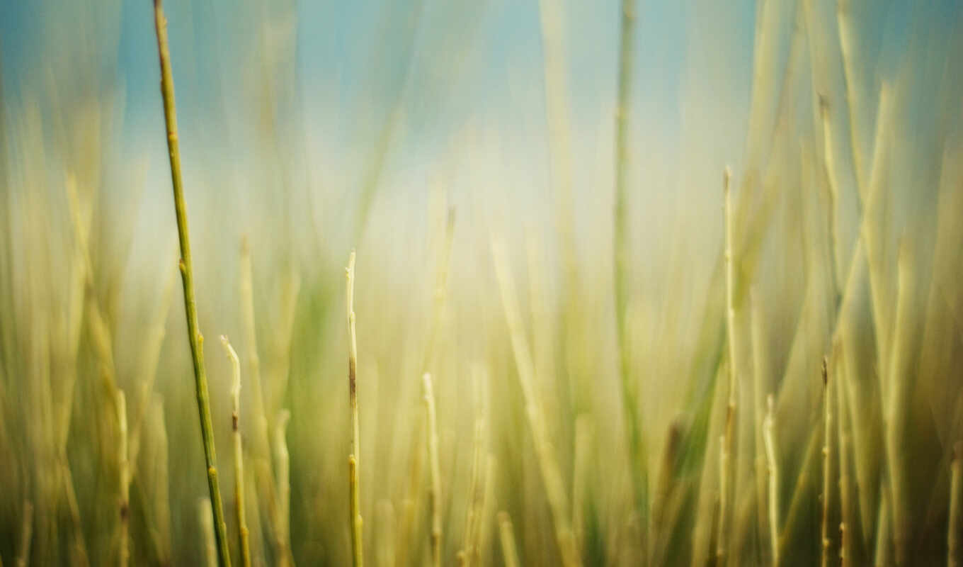 nature, picture, macro, grass, field, processing, plants