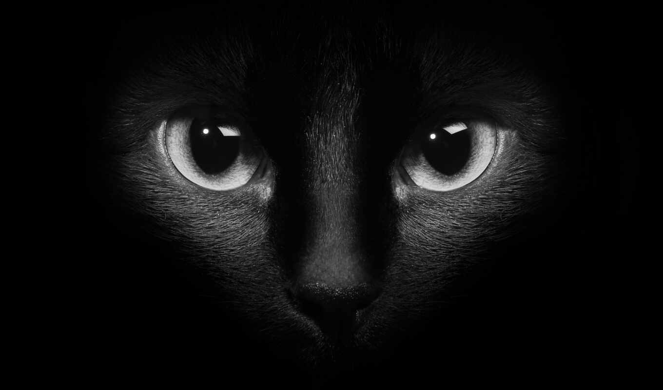 fotos, stock, negro, foto, del, gato, oscuridad, ojos, imágenes