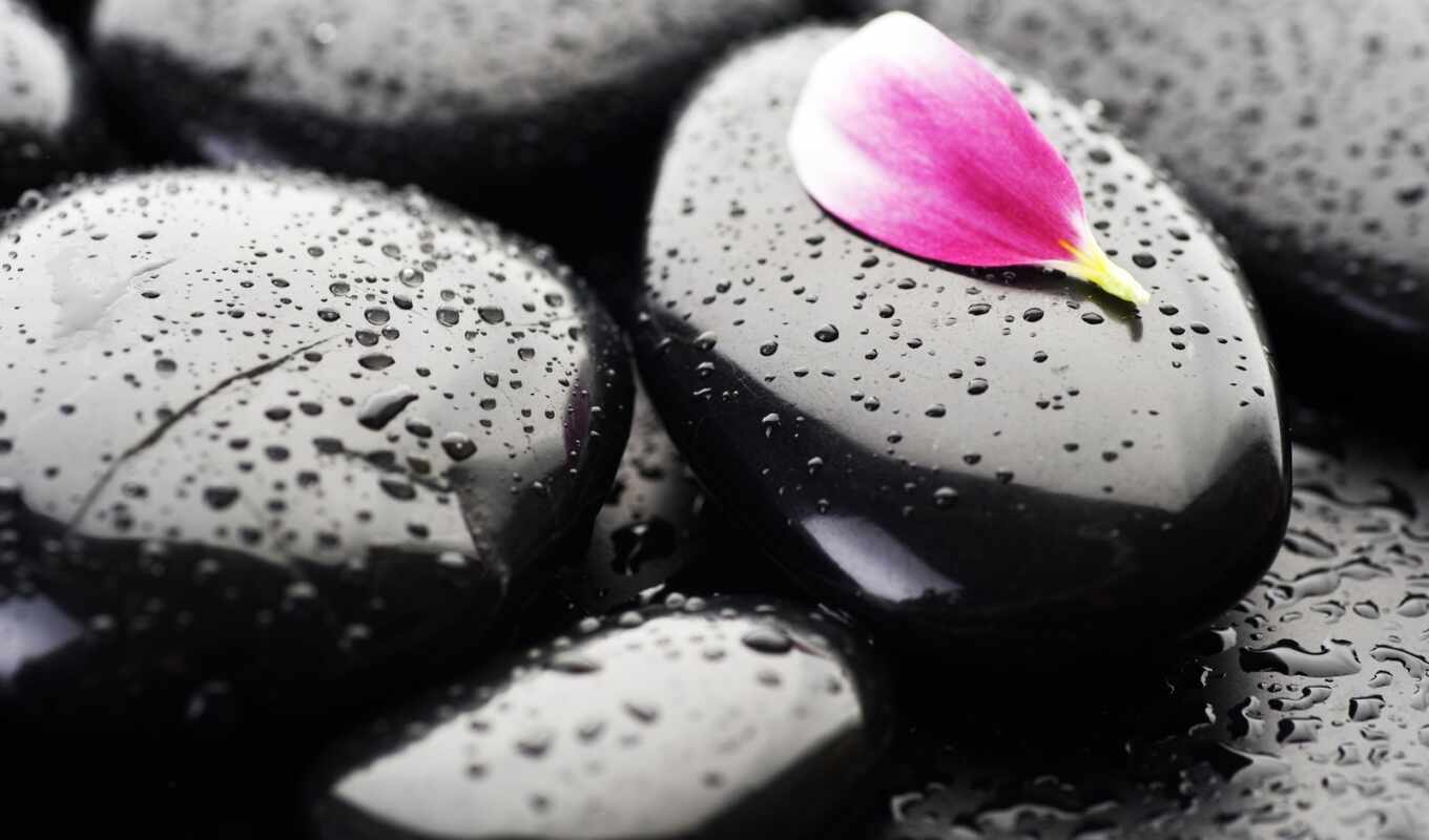 black, more, цветы, капли, color, орхидея, люблю, камни