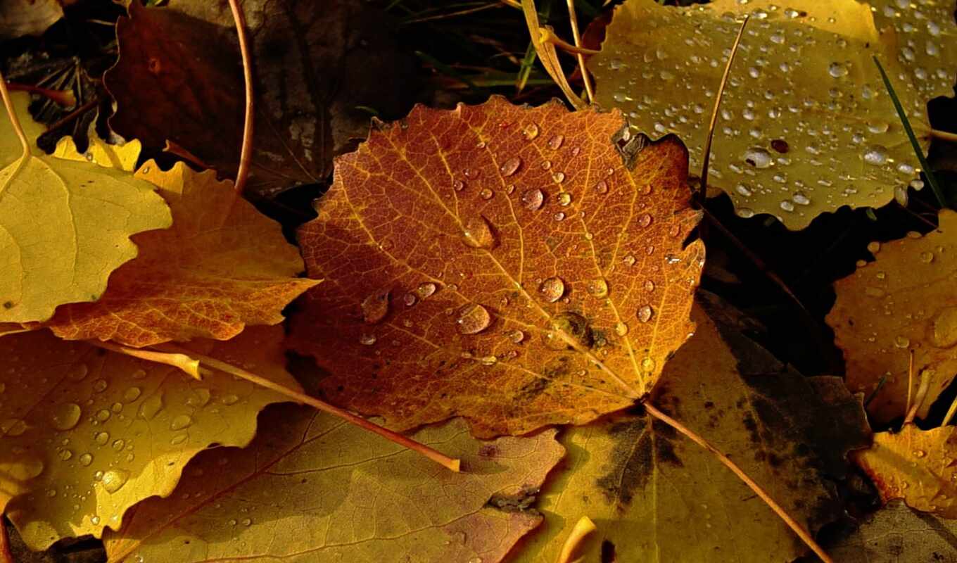 sheet, autumn, poplar