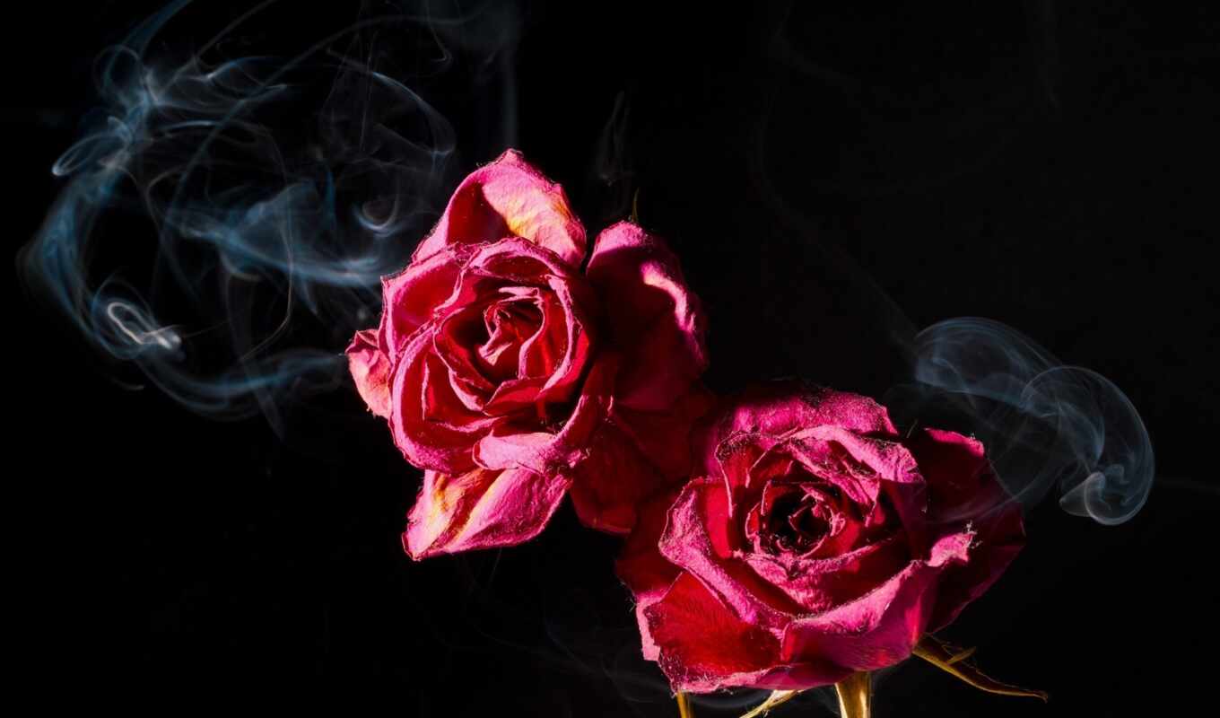 роза, dark, oir, дым, взлёт