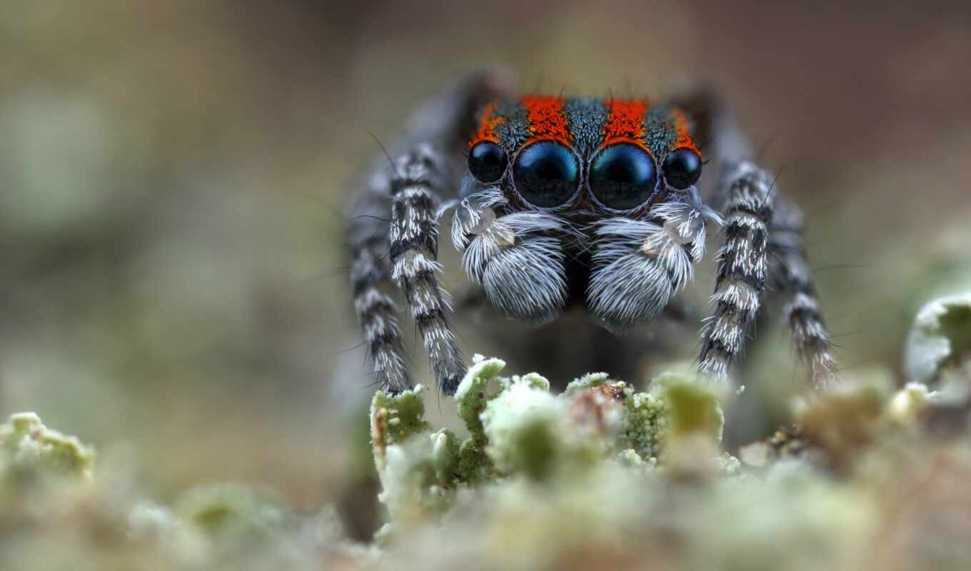 jump, animal, spider, insect, beautiful, peacock, idea, miro, arachnid, photo spider
