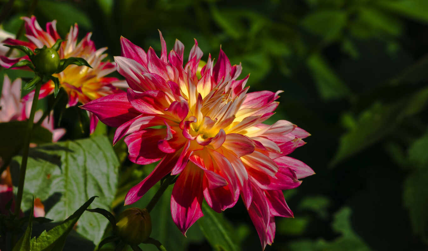 nature, flowers, dahlia, dalia