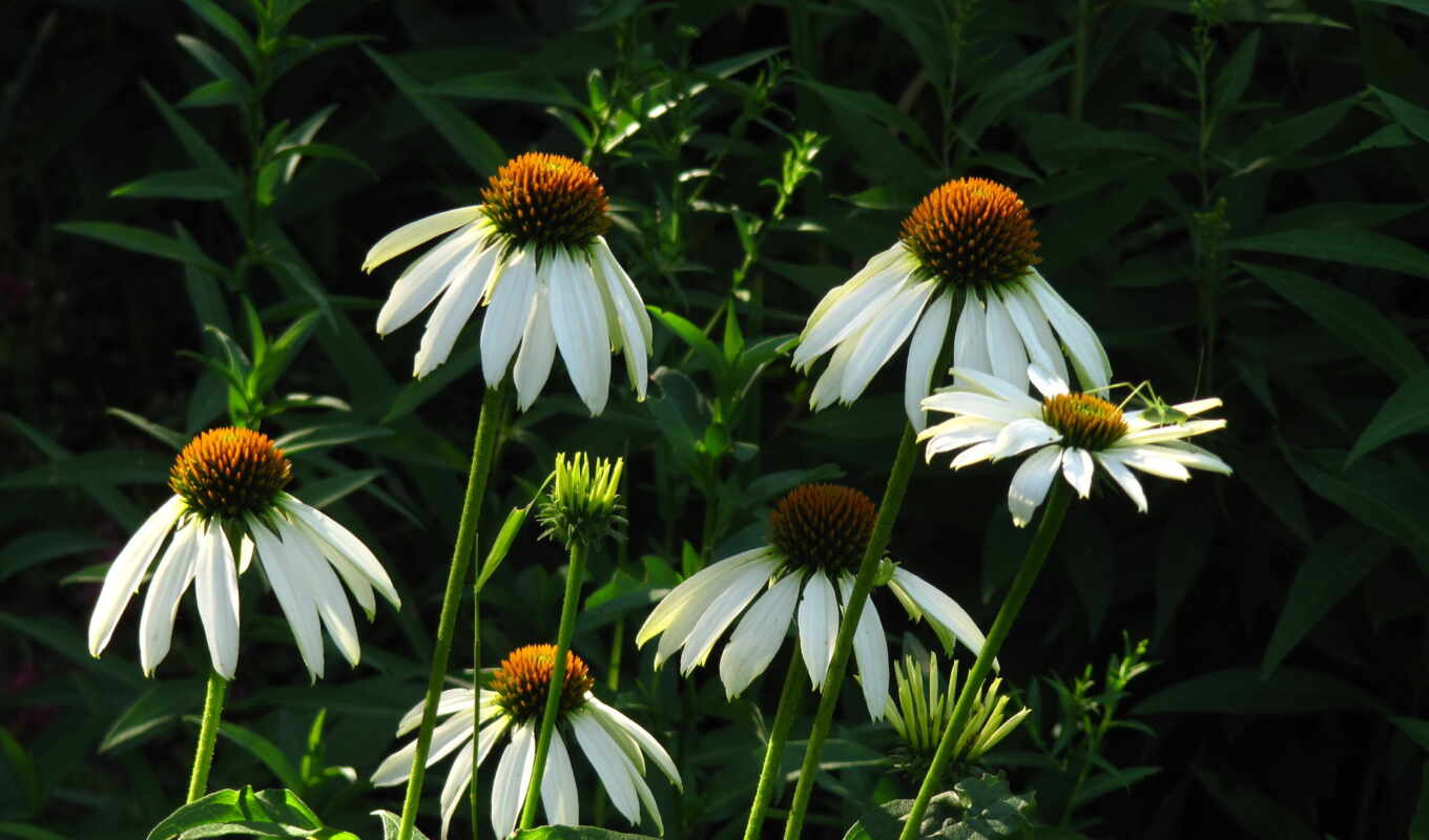 цветы, white, растение, daisy, флаконовый