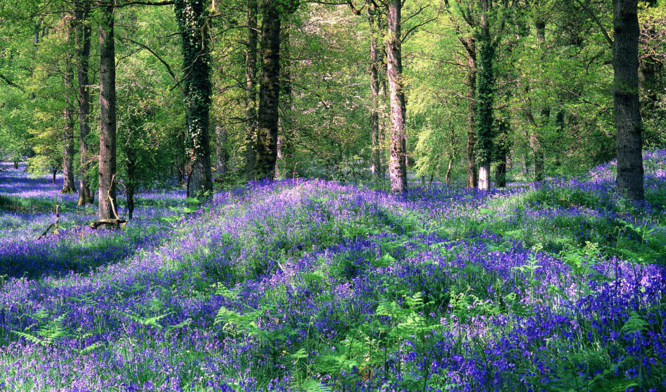 flowers, forest, nature, greenery, lilies of the valley, lawn, bluebells, royal, like