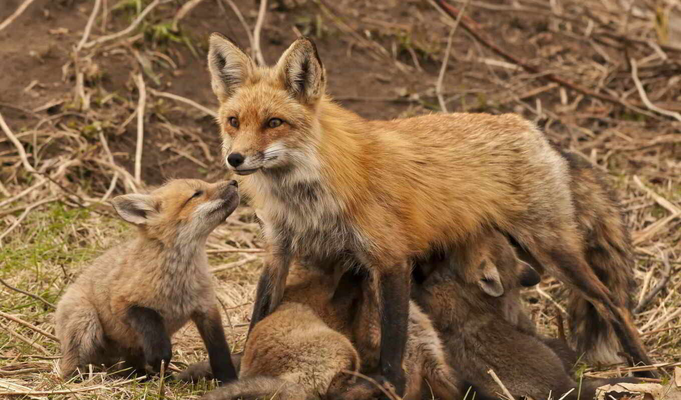 fox, zhivotnye