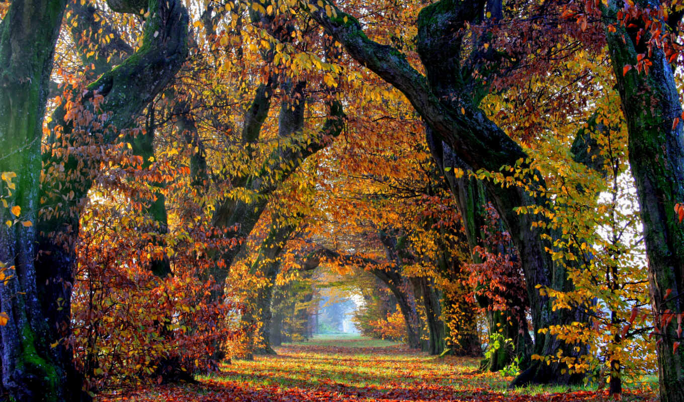 картинка, изображение, осень, листва, tapety, аллея, drzewa, jesień, liście, aleja