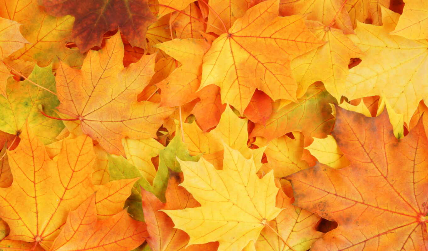 осень, листва, яркие, краски