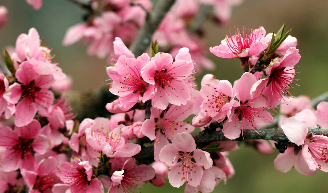 природа, apple, розовые, branch, весна, cvety, вишни, цветущая, яблони, яблоня