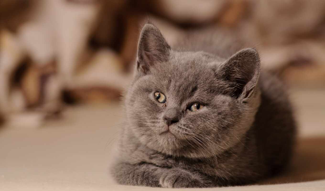 картинка, серый, кот, cute, котенок, animal, funny, kotenk