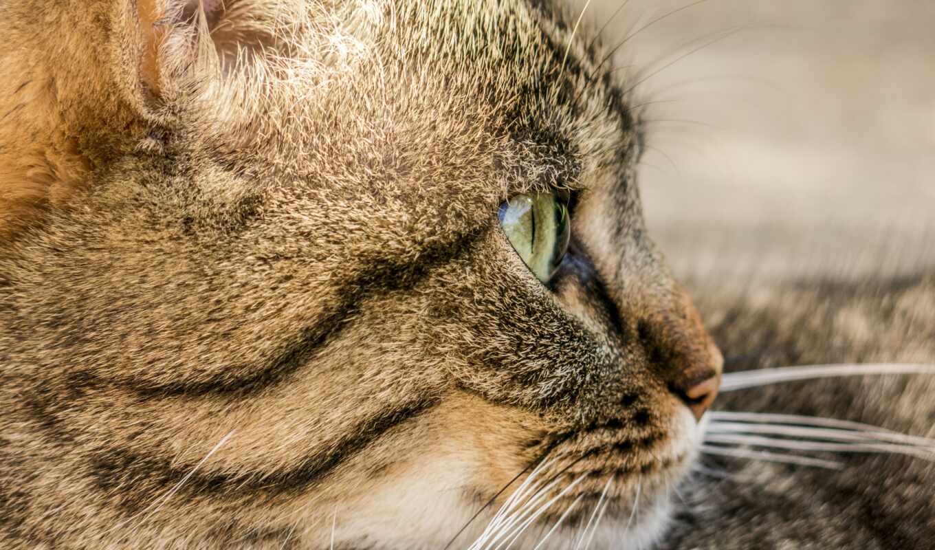 profile, глаза, кот, их, animal, katarakta