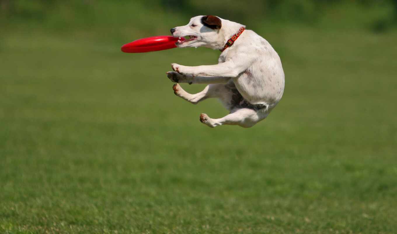 dog, ukraine, animal, frisbee, frisb