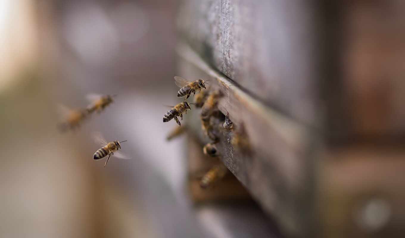 природа, пчелка, animal, pantalla, closeup, hive, beehive