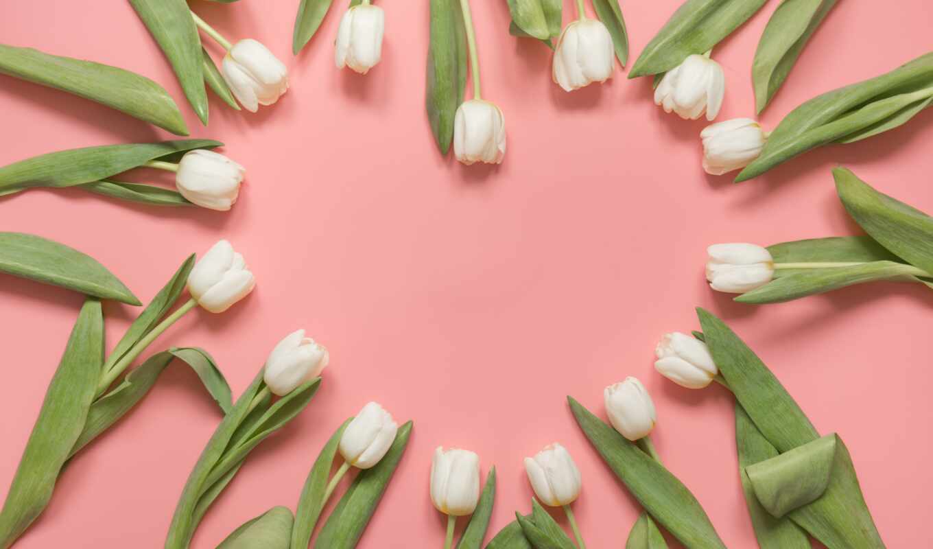 flowers, white, colors, heart, frame, pink, spring, tulip, marco, pink