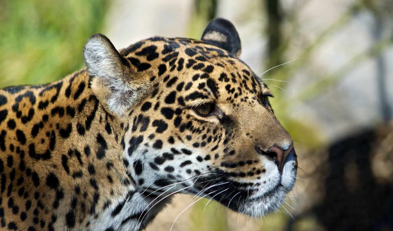 photos, leopard, cats, animal, cats, us, wild, today, wildlife