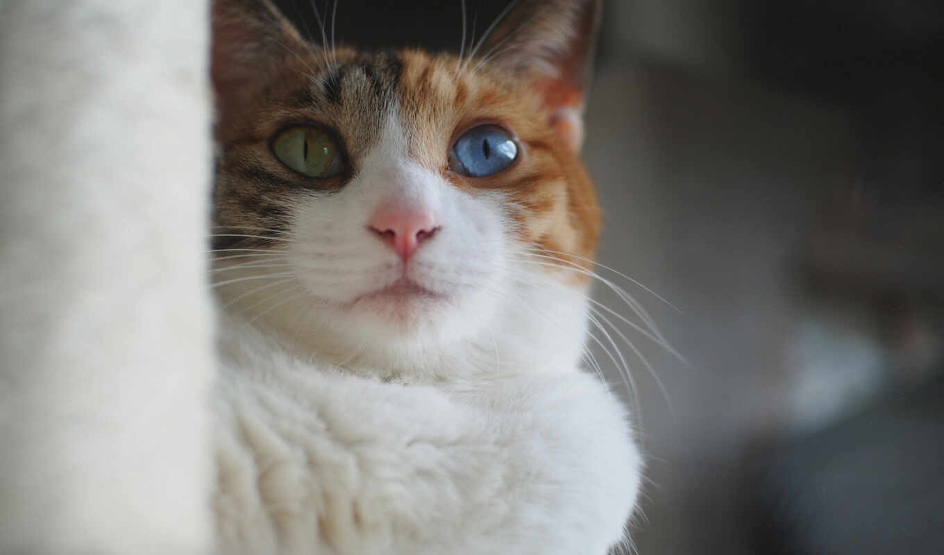взгляд, глаз, зелёный, кот, смотреть, морда