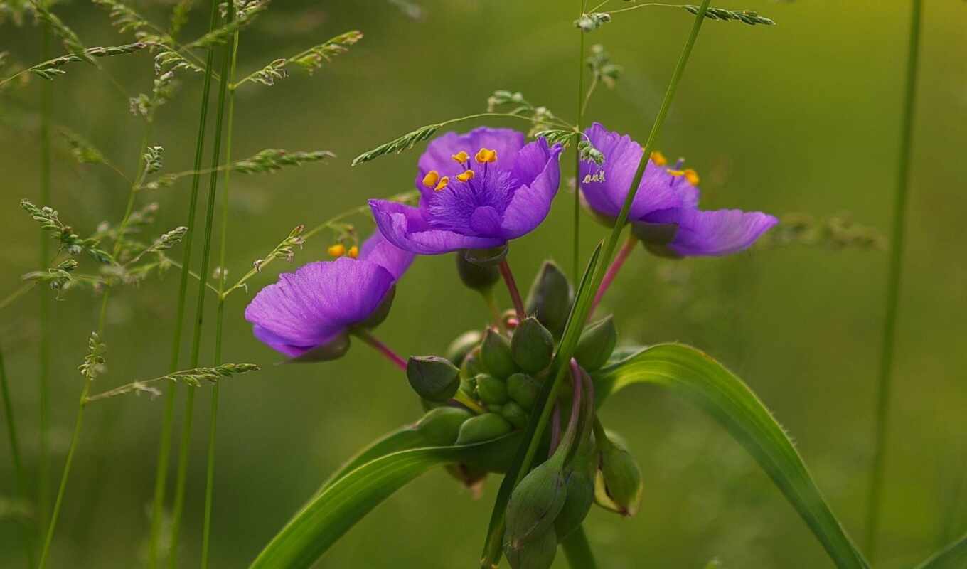 природа, цветы, purple