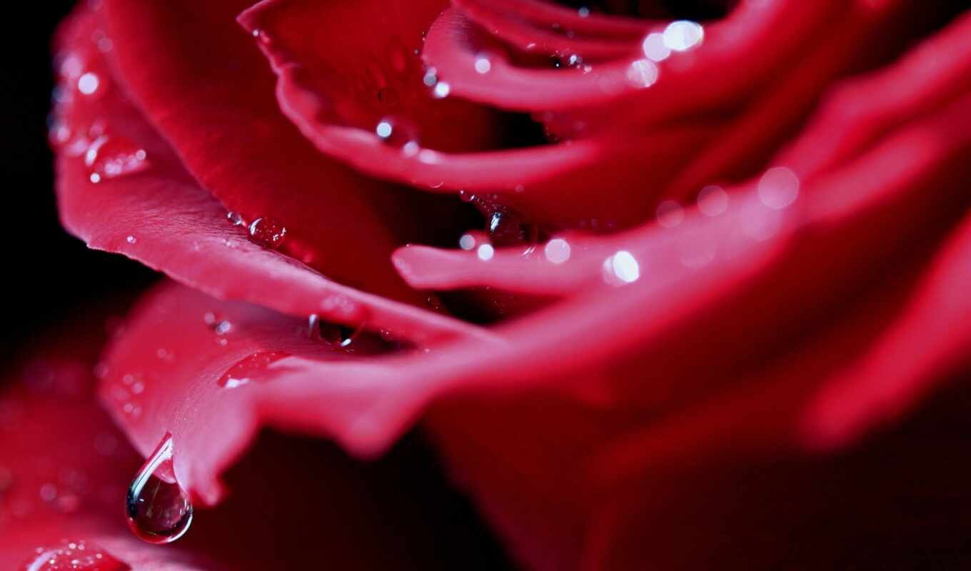 rose, drops, macro, petals, red, bud