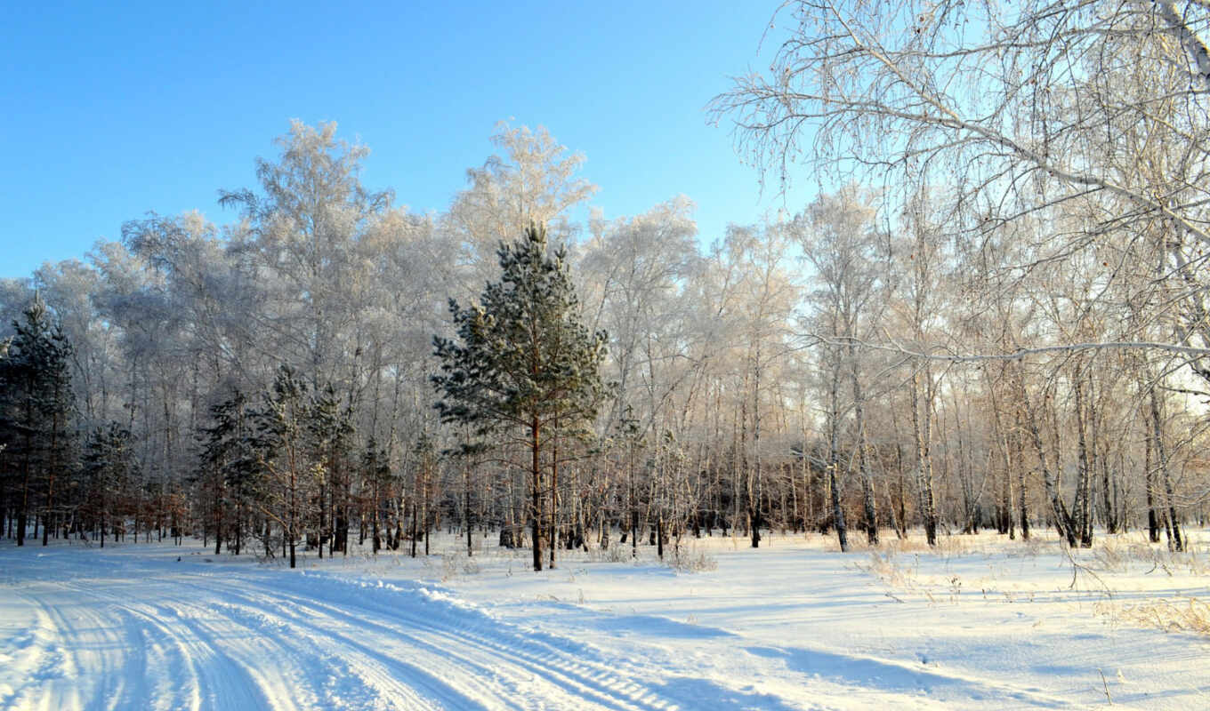 природа, картинка, снег, года, времена, деревя