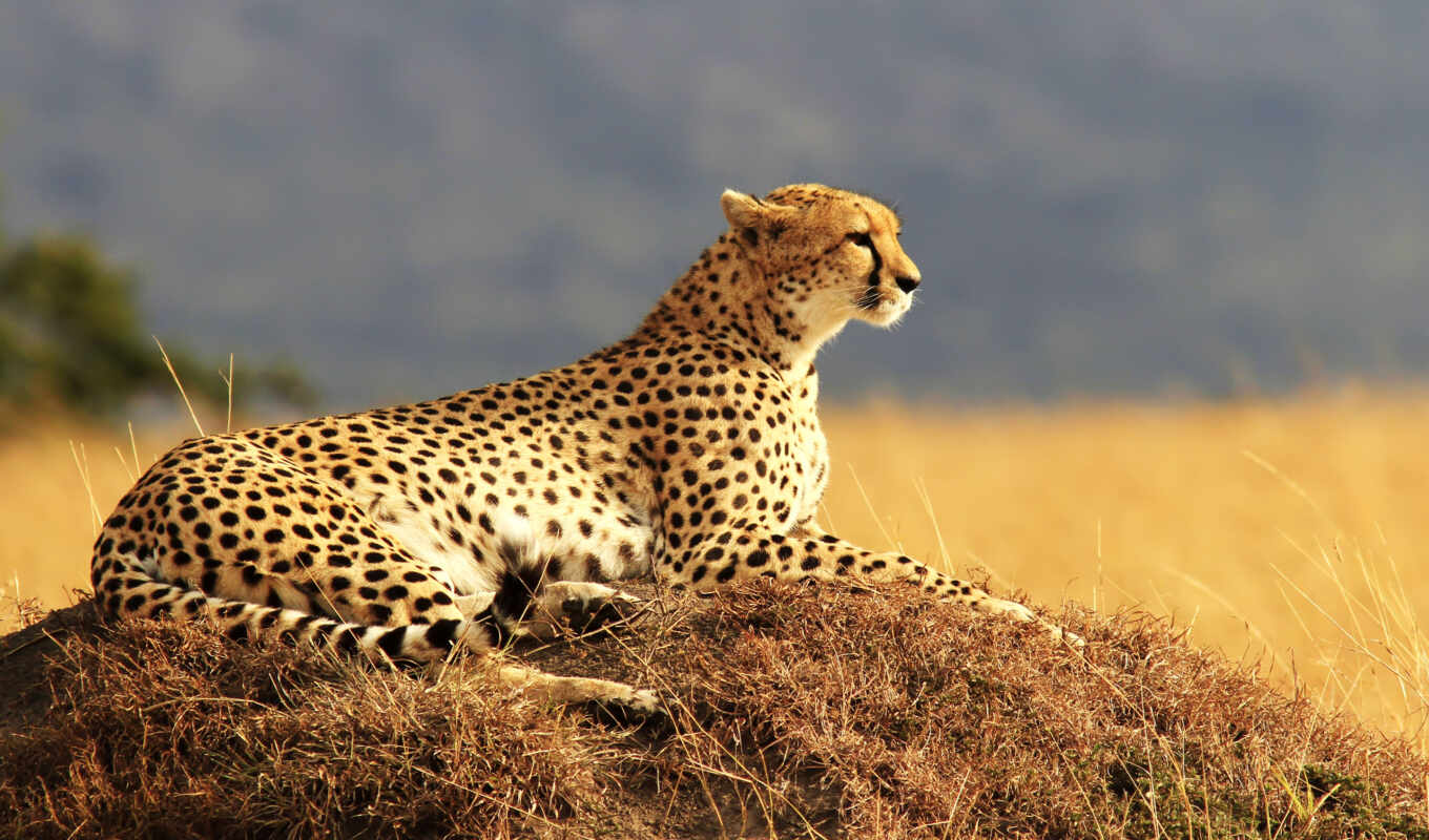 большие, леопард, cats, cheetahs