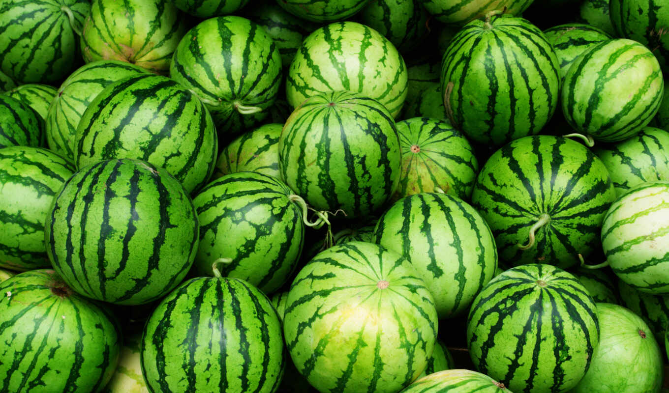 buy, watermelon, choose, nutrition, prices, watermelons, watermelon, kyrgyz, treaty bodies