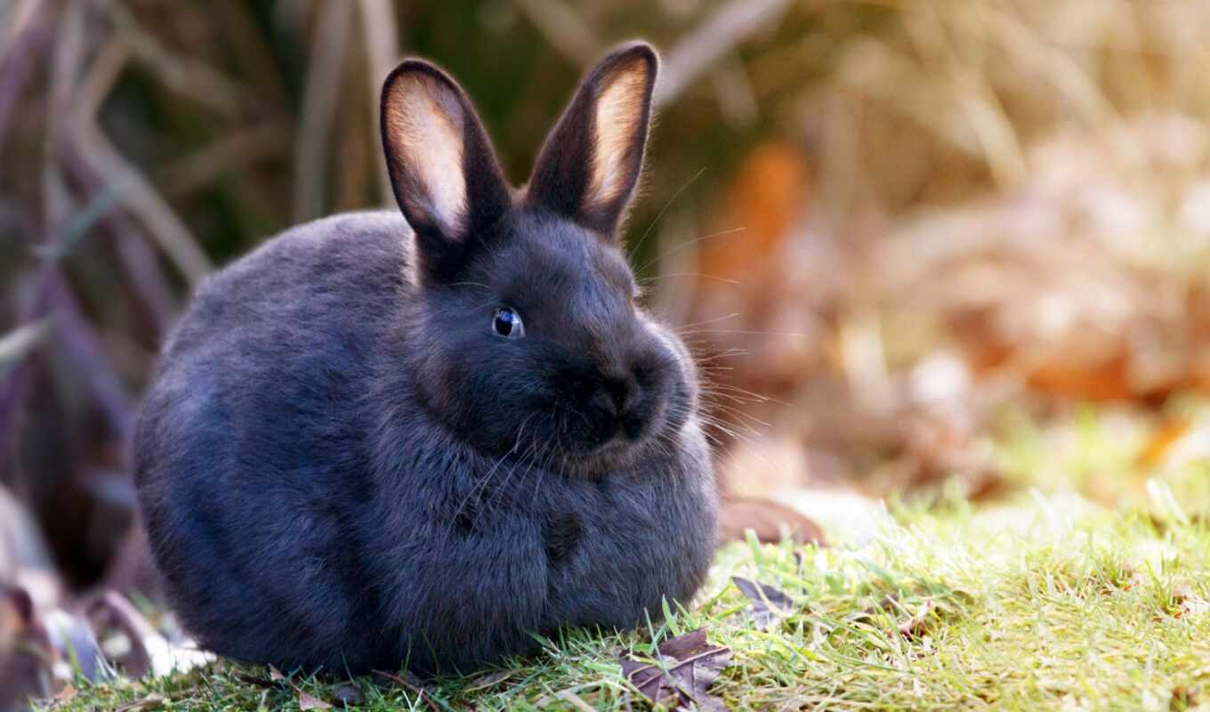black, gray, grass, animal, rabbit, hare, beautiful, sit, bunny, funart, zaichonok