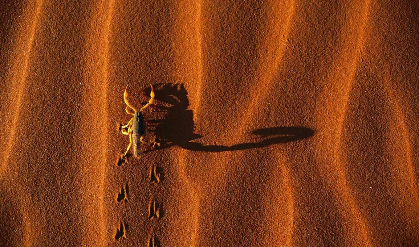 песок, shadow, след, scorpio