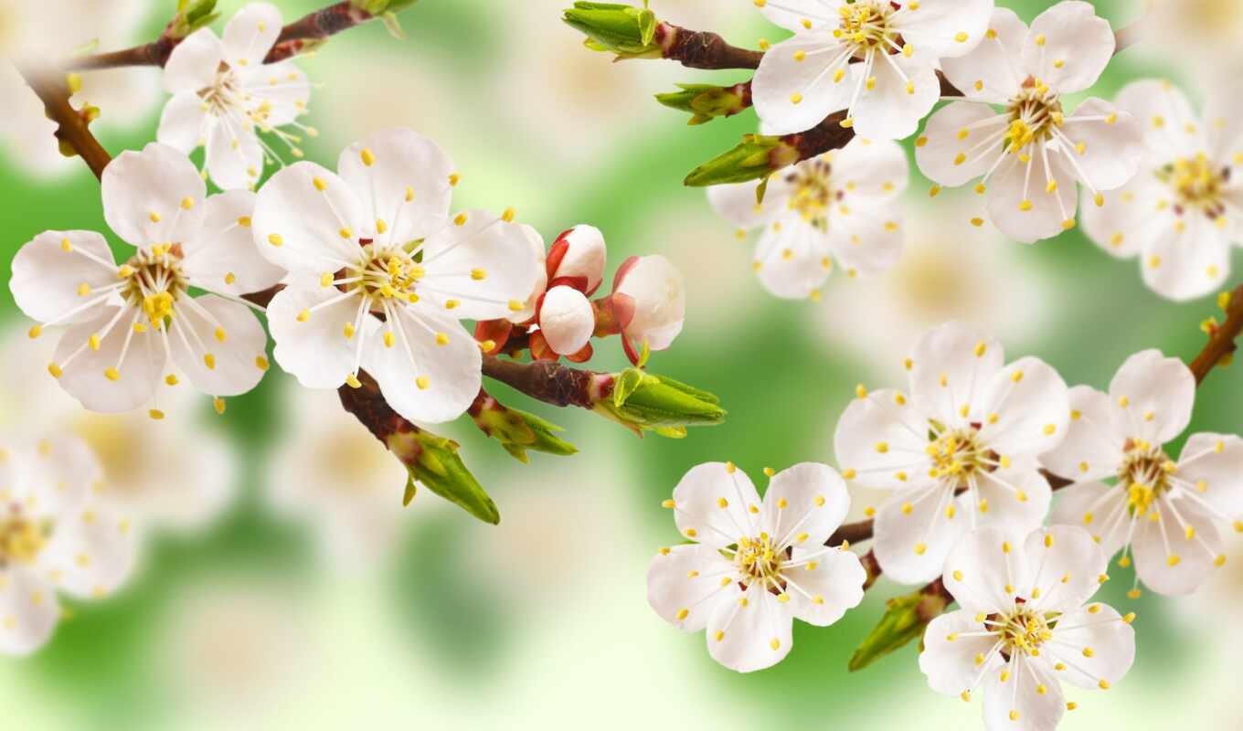 flowers, apple, white, tree, petals, branch, spring, leaf