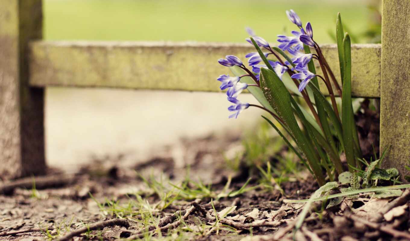 природа, цветы, purple, весна, растение
