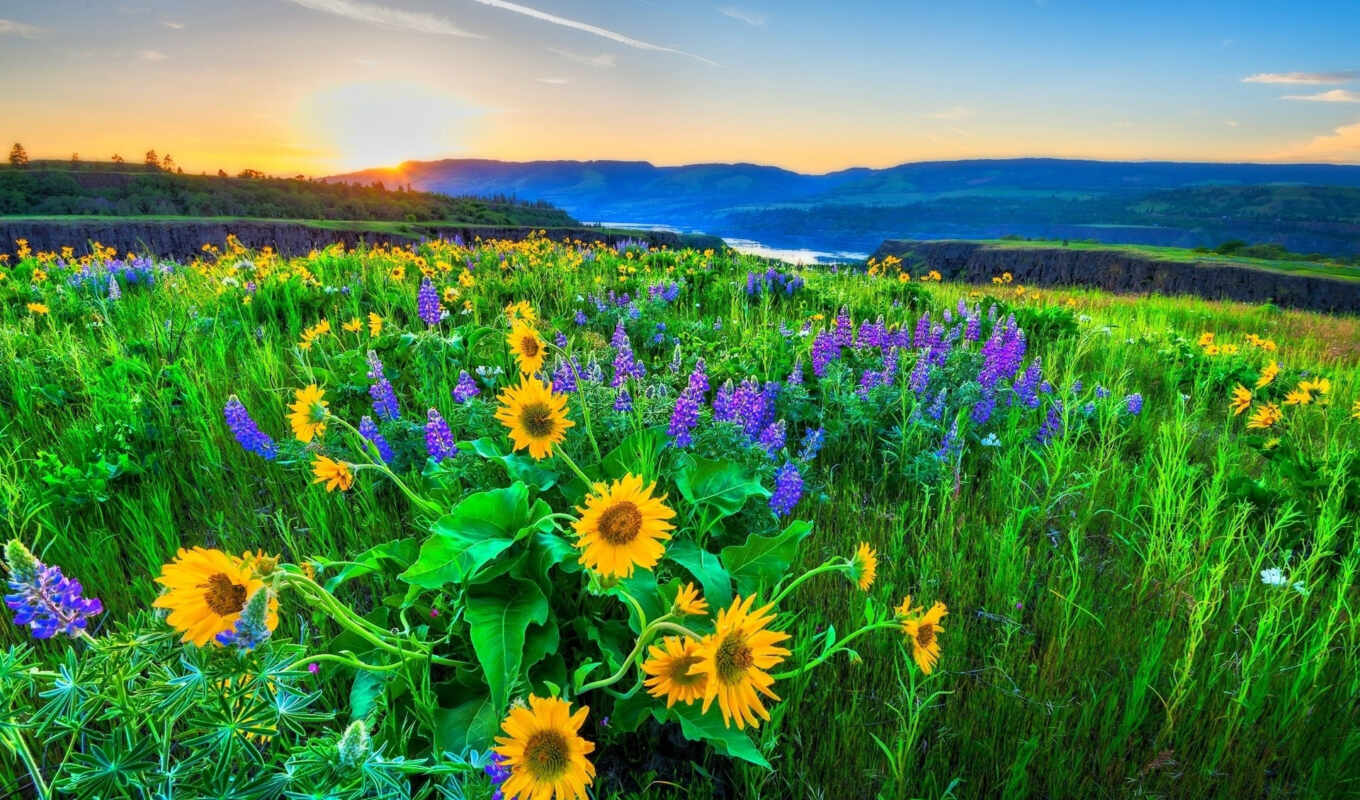 nature, flowers, light, beauty, ukraine, nature, river, suns, beautifully, music, mountains