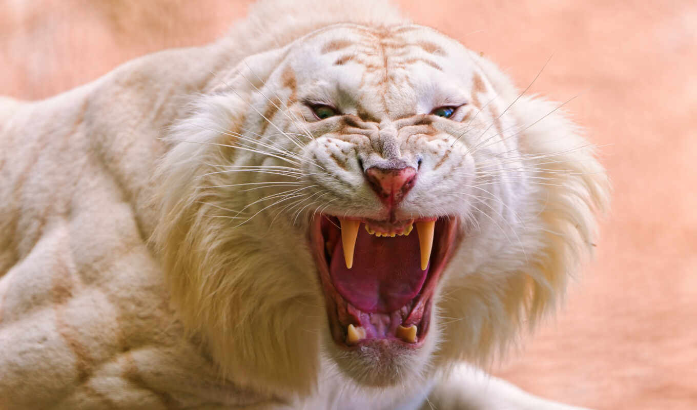 white, predator, tiger, mouth, fangs, pair