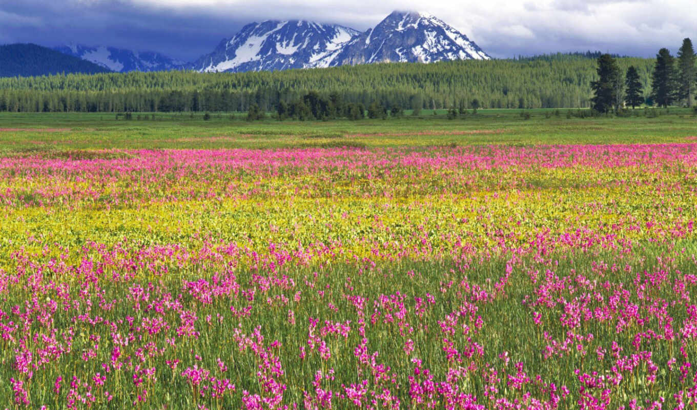 forest, field, pink, bright, trees, cvety, many, cloud, mountains, light green