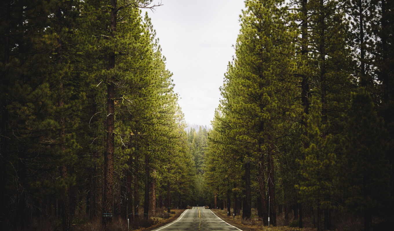 iphone, forest, road, roads, forest, (d)