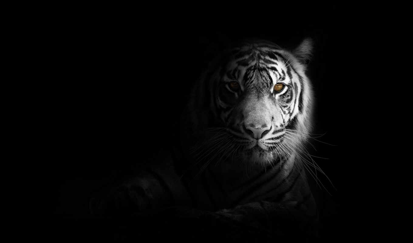 black, white, cat, big, predator, tiger, animal, shadow