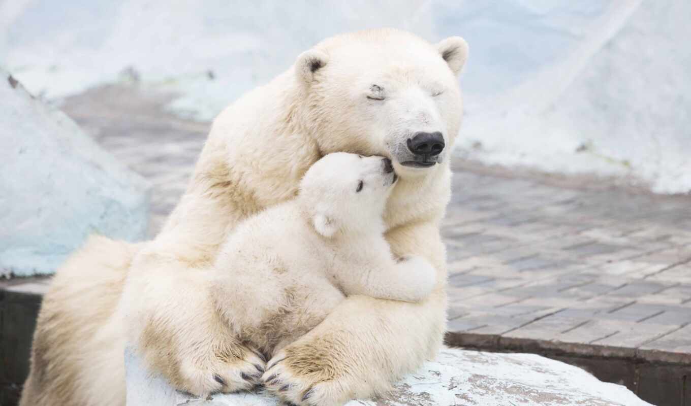 white, их, медведь, animal, детёныш, мама, polar, could, международный