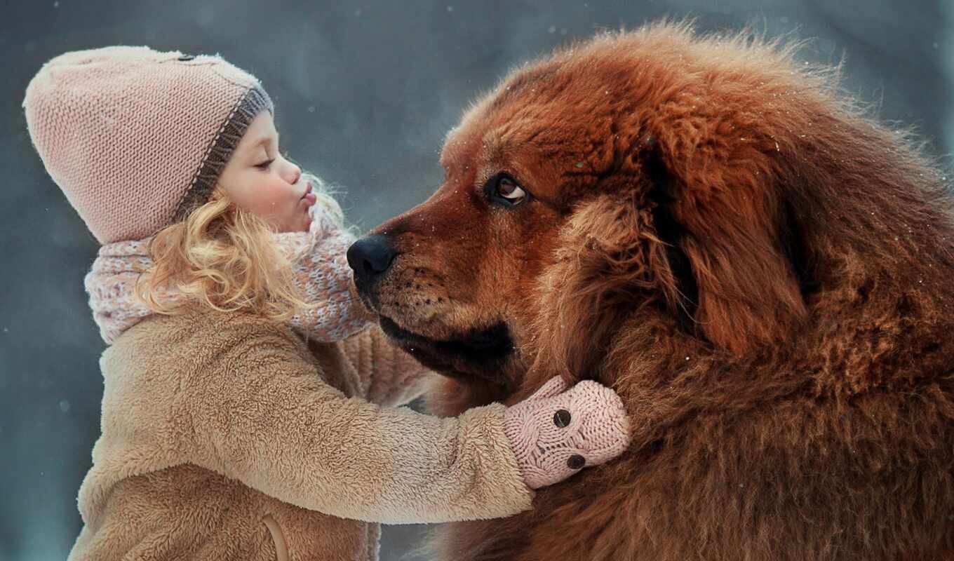 love, собака, порода, который, друг, ребенок, mastiff, тибетский