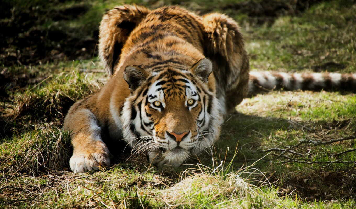 big, they, amur, leopard, tiger, big, animal, the cub, land, funart