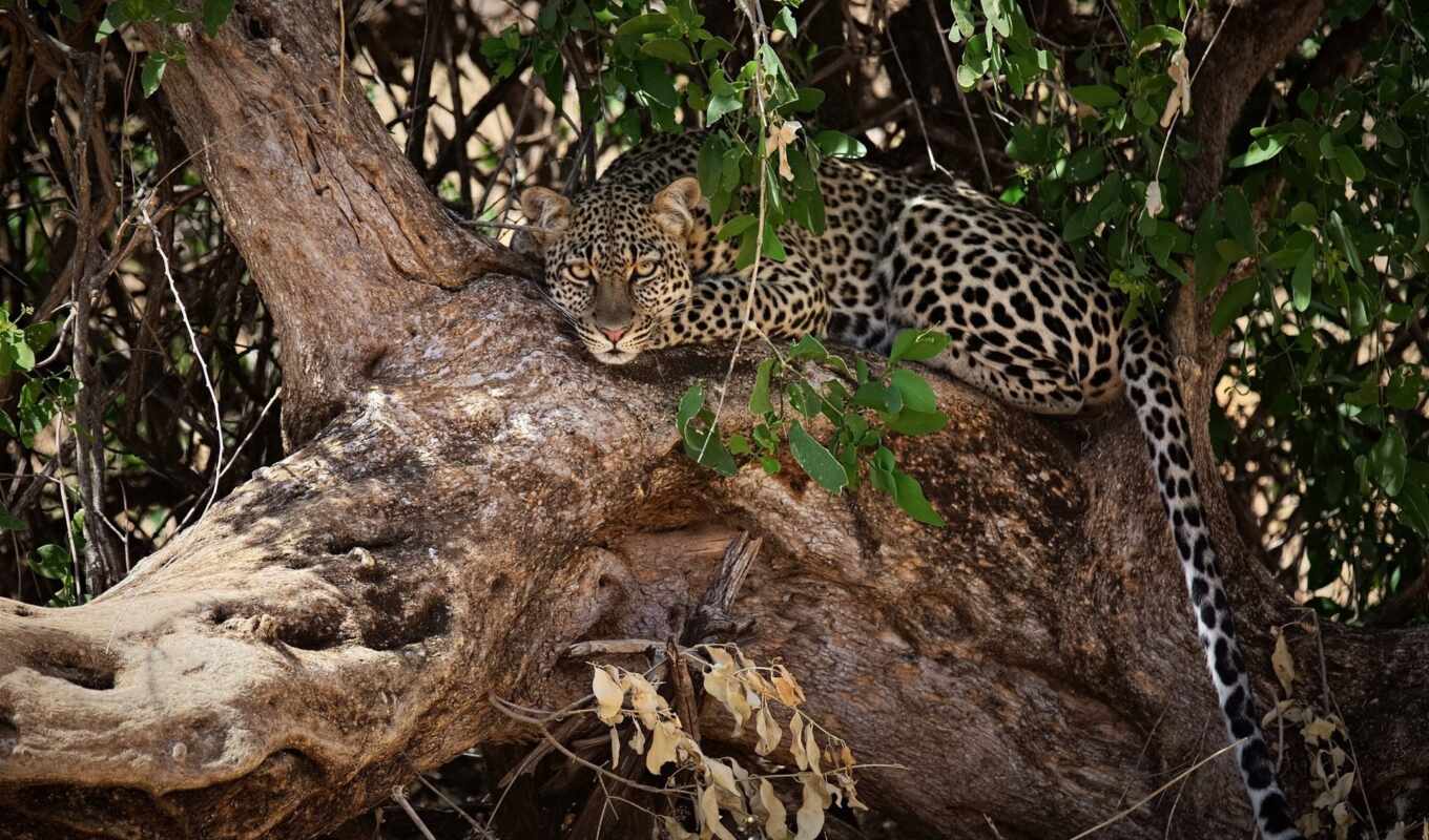 леопард, african